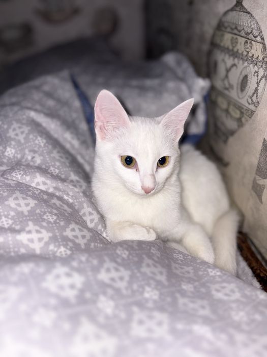 Котенок турецская ангора