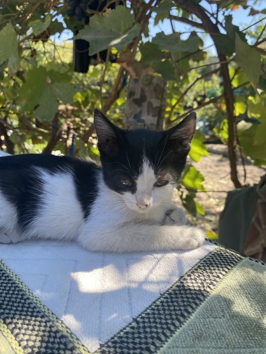 Котята ищут хозяина