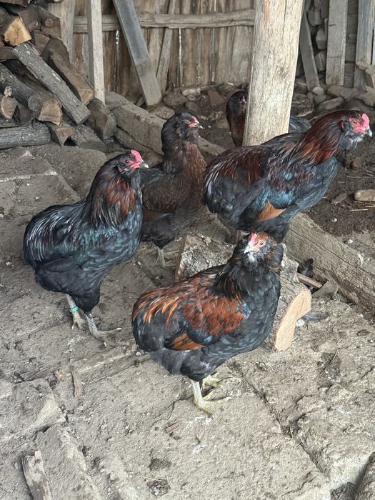 Araucana Cocosi Potarnichiu Salbatic