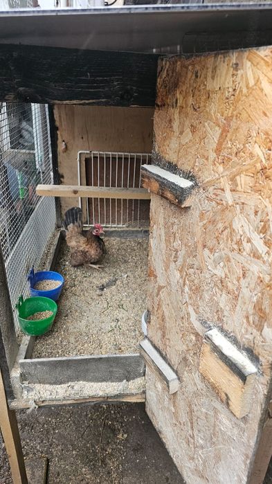 Familie gaini serama