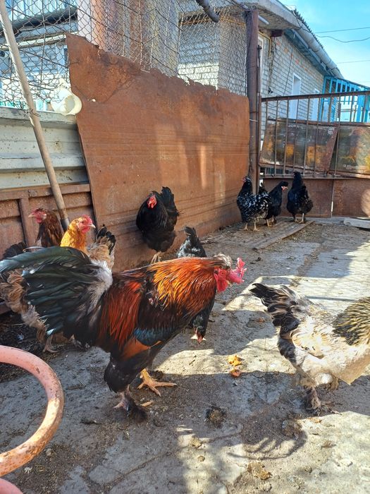 Продам яйцо инкубационное