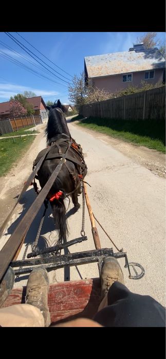 De vanzare armasar de 5 ani