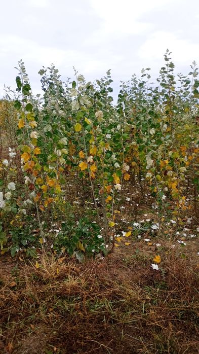 Puieți salcâm frasin fag carpen ulm plop mesteacăn brad molid Tei arin