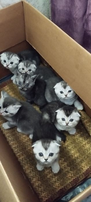 Продаю шотландцев