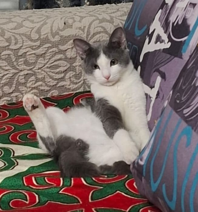 Отдам кота в добрые руки