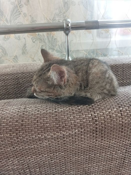 отдам кошечку девочка