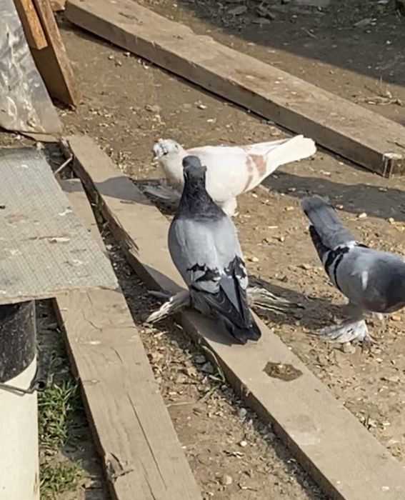 Голуби капканка            .