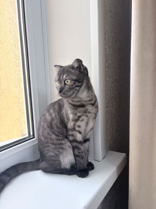 шотландский кошка оддам добрый руки