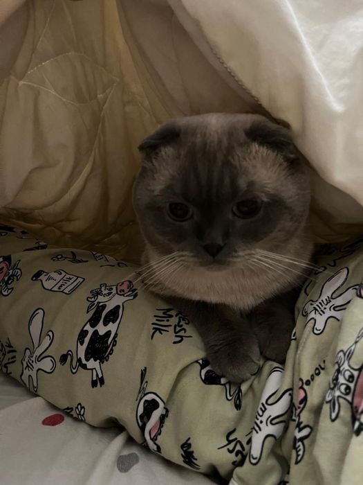 Кот ищет кошку для вязки