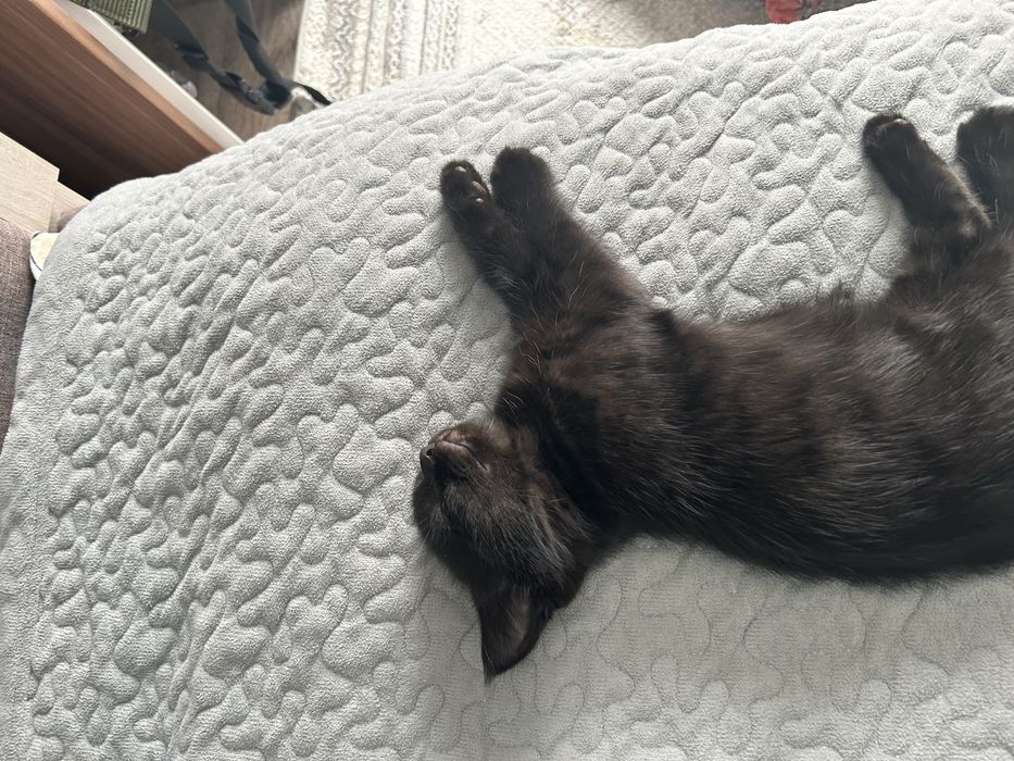 Котенок 2 месяца