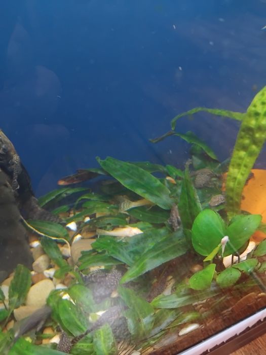 Анциструси супер ред  , обикновени  и скариди  ред чери