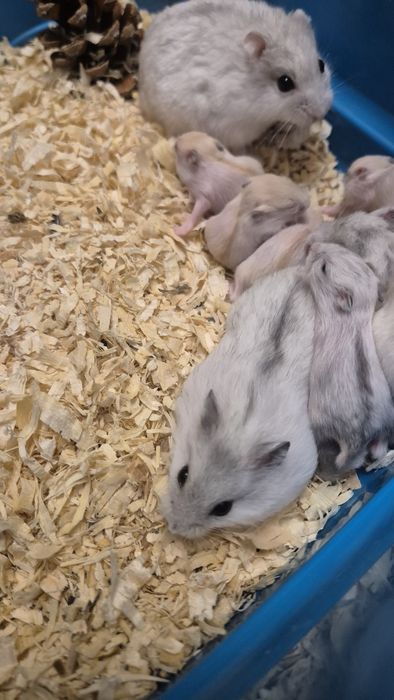 Pui de 1 luna de hamsteri pitici