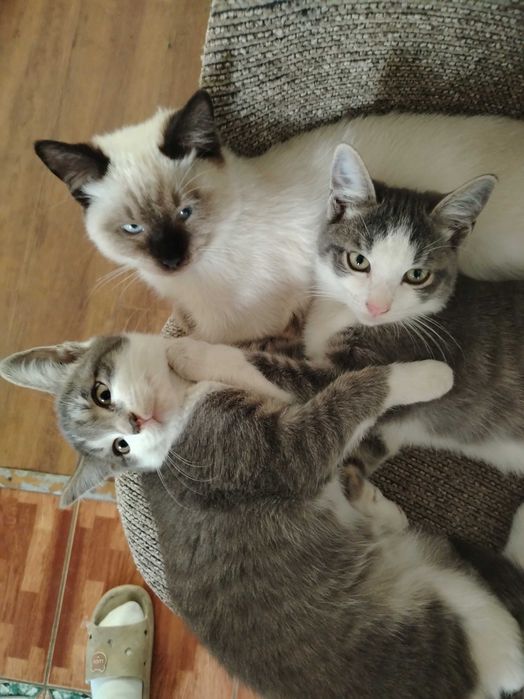 Отдам котят в добрые руки