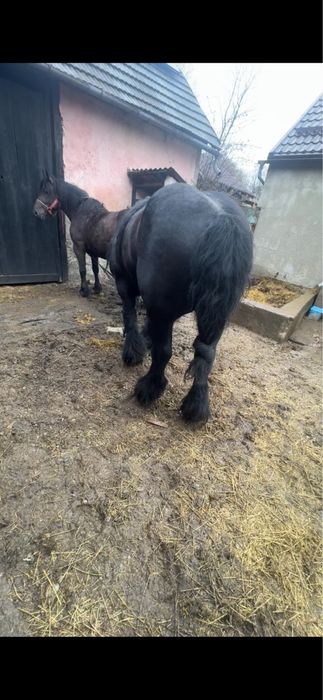 Vand iapa de 6 ani cu manza de 2 saptamani