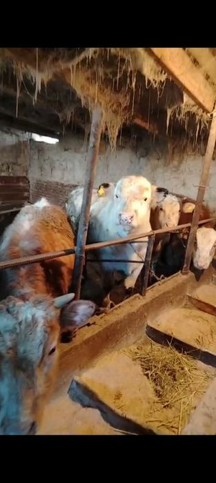 Продам бычков 19 штук