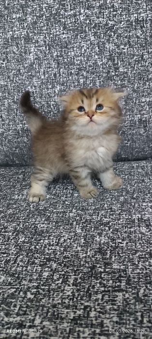 Scottish straight tabby