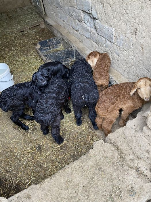 Отыккан козылар сатылады срочно