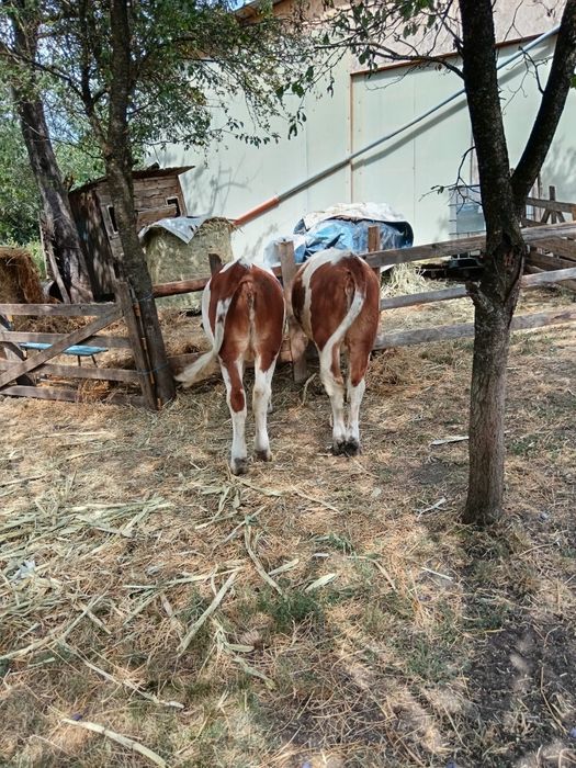 De vânzare vițele