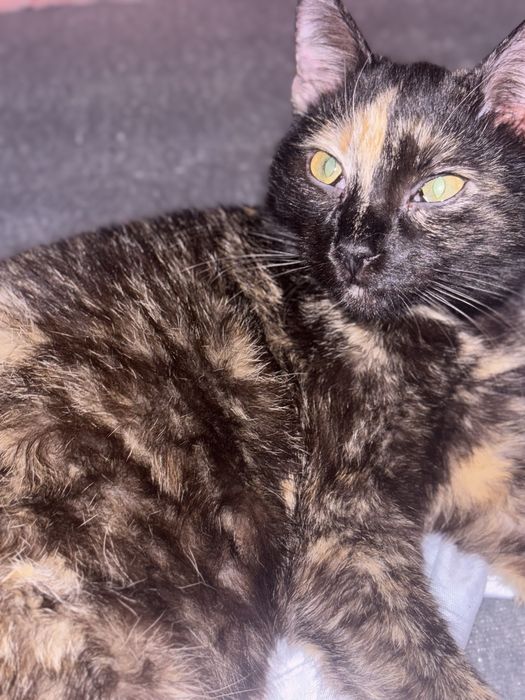 dau pisicuța  gratis