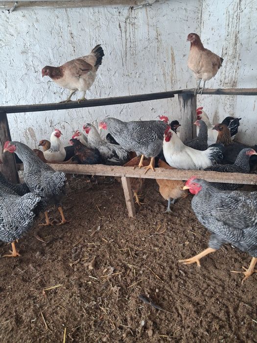 Кораздар сатылады