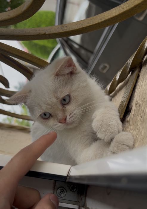 Котенок Scottish straight color point
