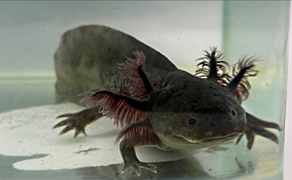 Axolotl negru/wildtype