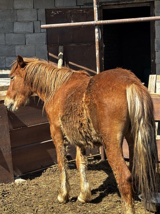 Семіз Жас бие 550 000 тг