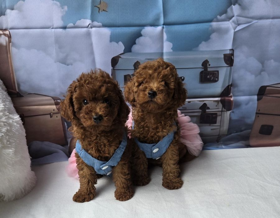 Пудел той Poodle toy с родословие