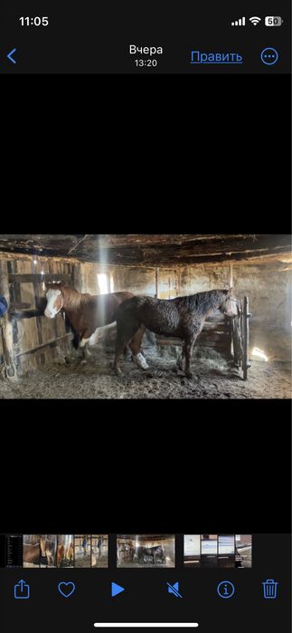 12 бас жылқы сатамын откормнан