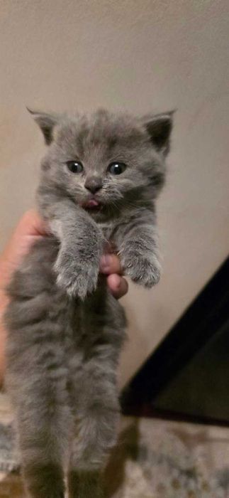 Шотланский кошка продается