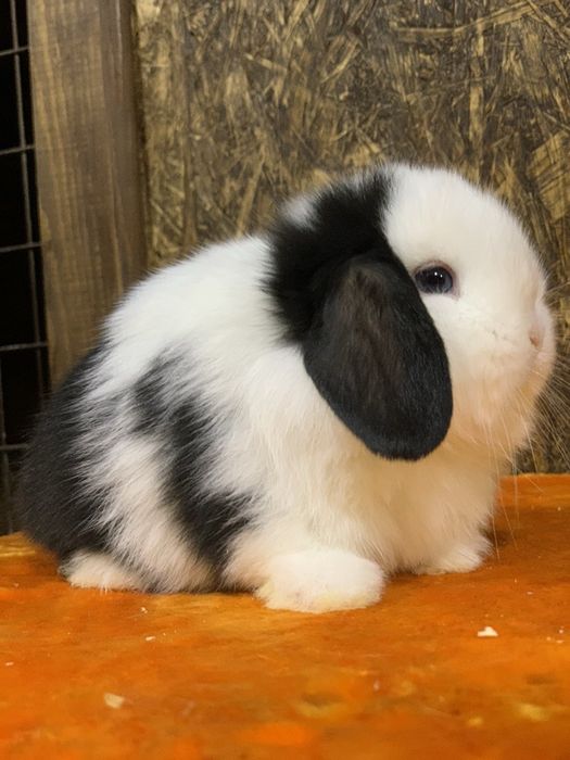 Xar xil ranglardagi va xar xil narxlardagi karlik minilop quyonchalar