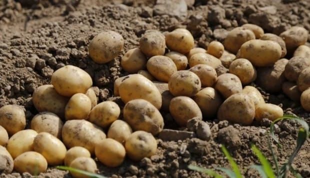 Продам дачную картошку