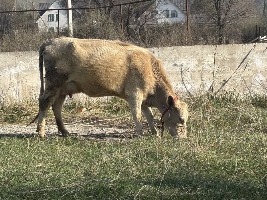 Продам корову с теленком