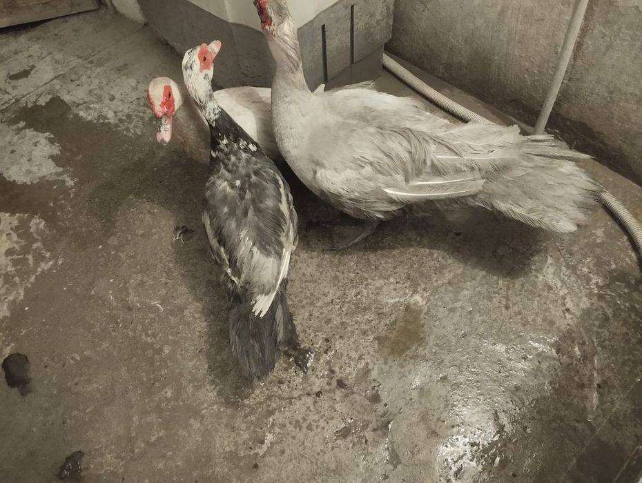 Продаётся утки лаванда