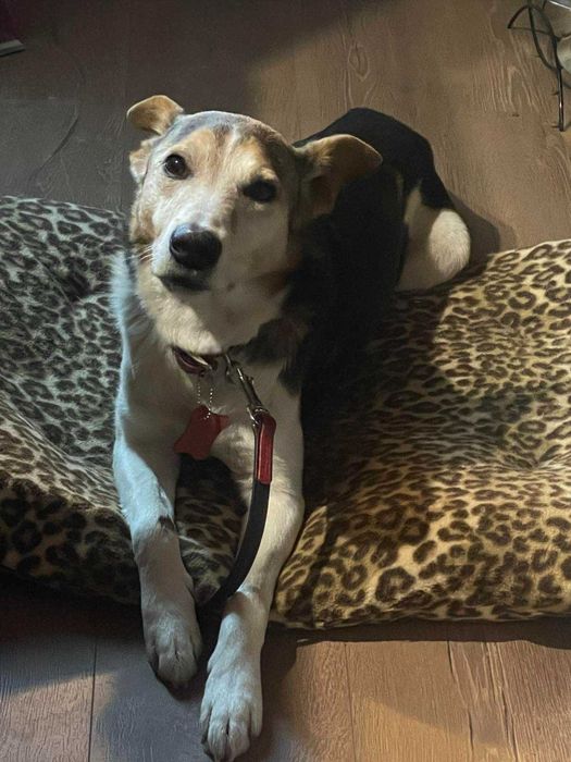 Добродушен Mладеж Tърси Дом