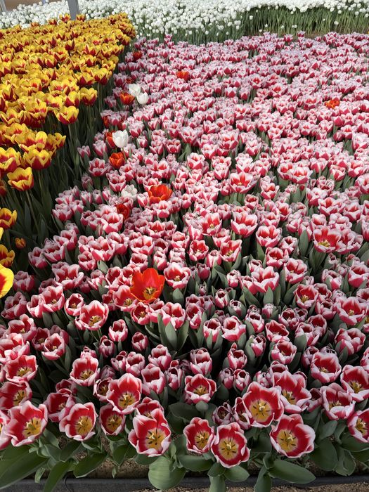 Тюльпаны оптом и в розницу