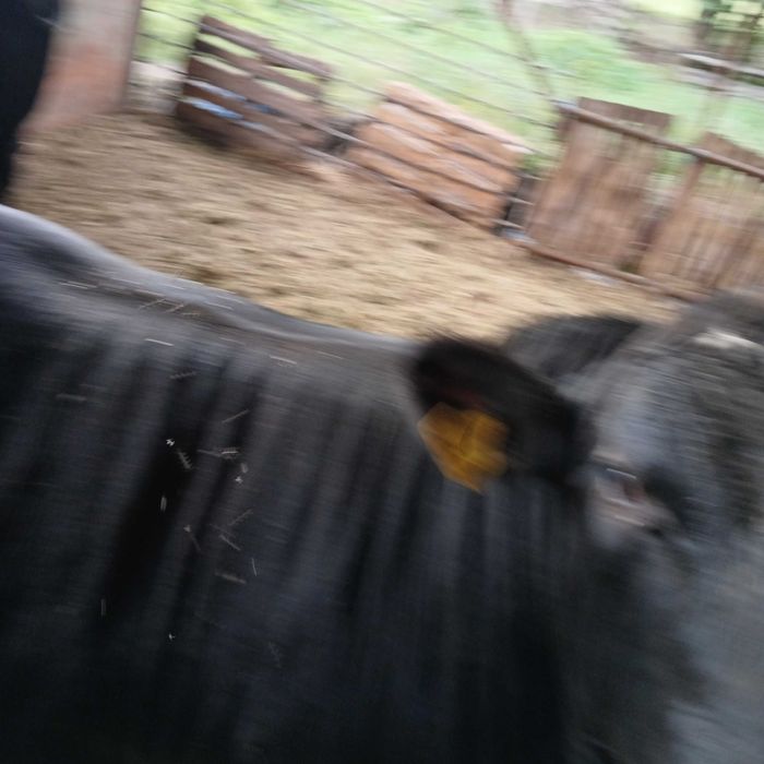 Vietei metisi angus