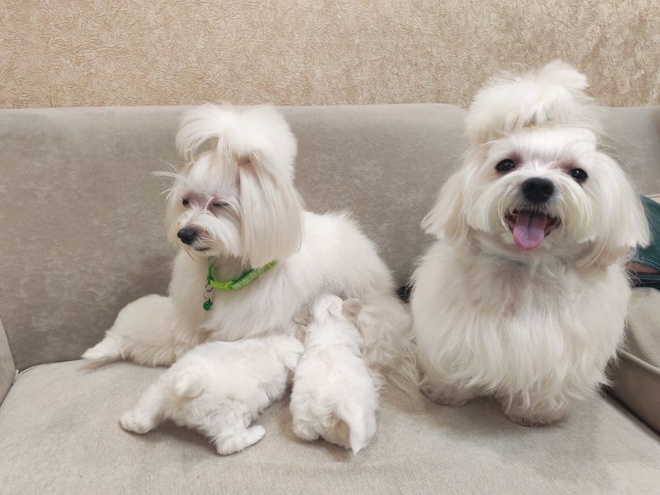 Продам щенко мальтийских болонок