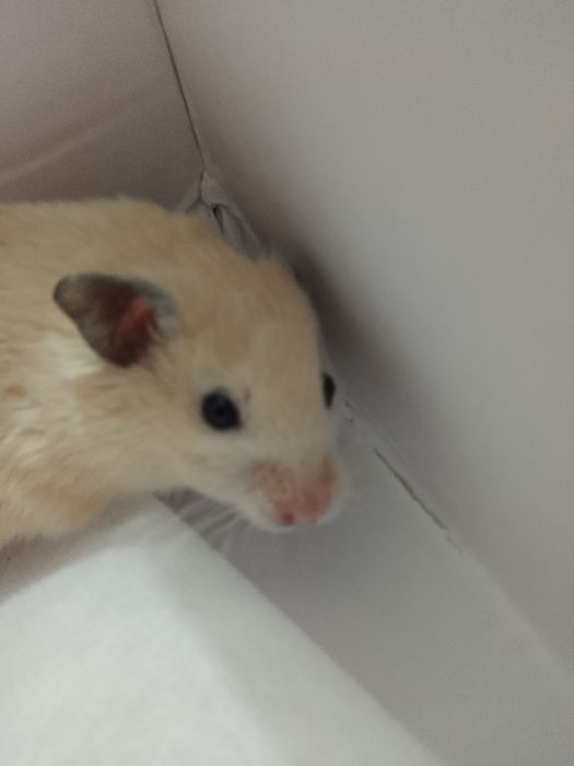 Продам хомяка срочно