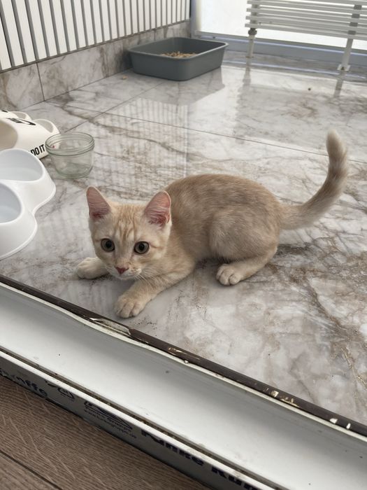 Домашние котята