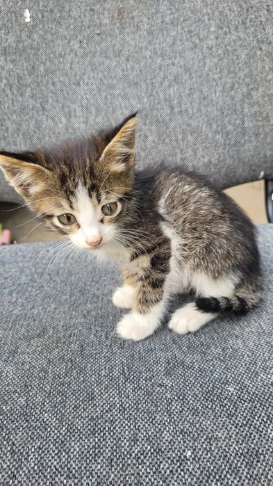 Ищу дом милым котятам
