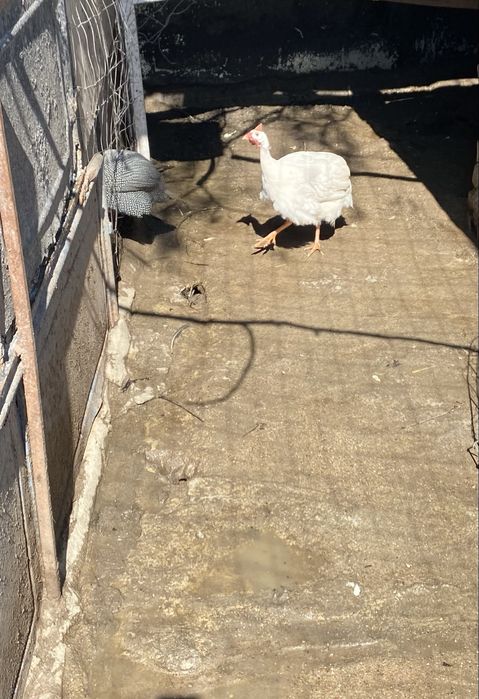 Oua bibilica pentru incubat