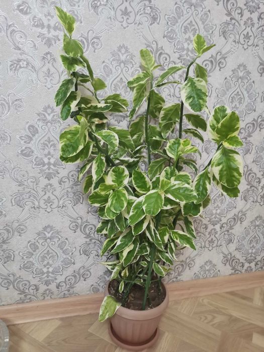 Продам за 5 000 тенге, ЦГБ