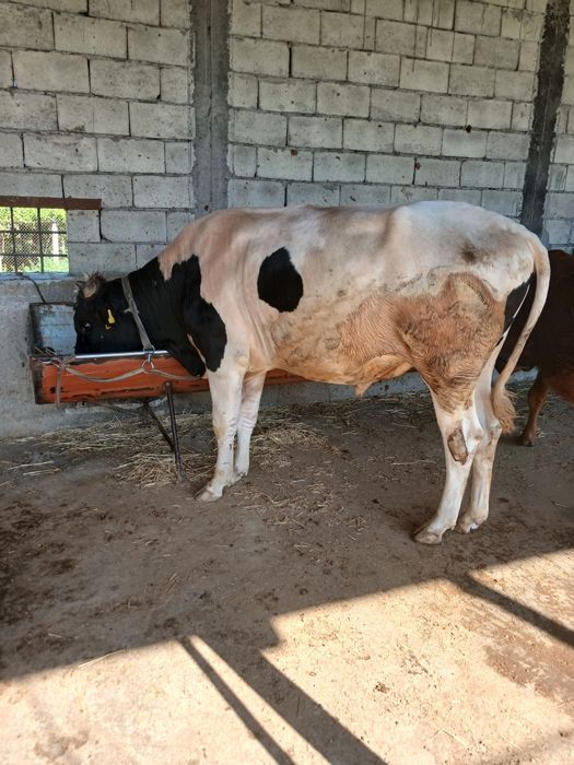 Boqiladigan gigant buqa sotiladi