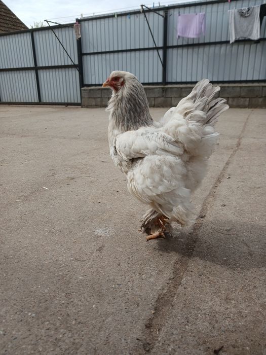 Gaini brahma de vanzare