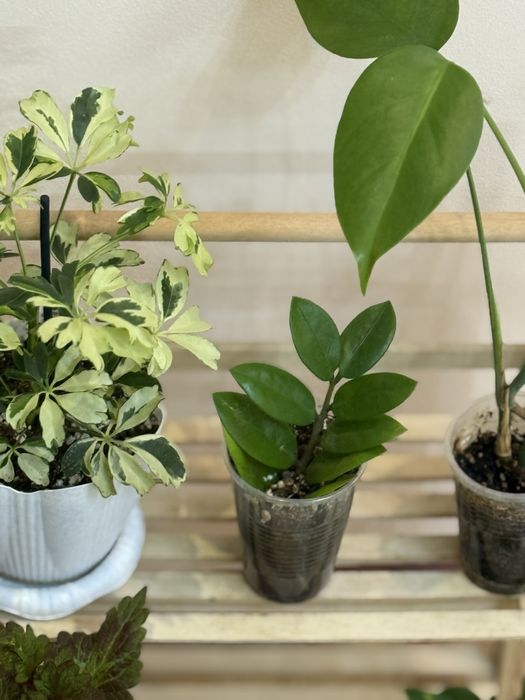 Набор из 6 цветов