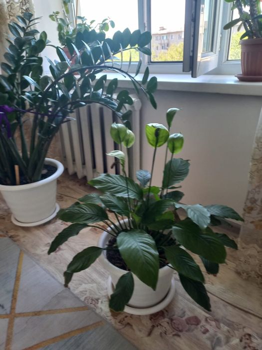 Продам комнатные цветы