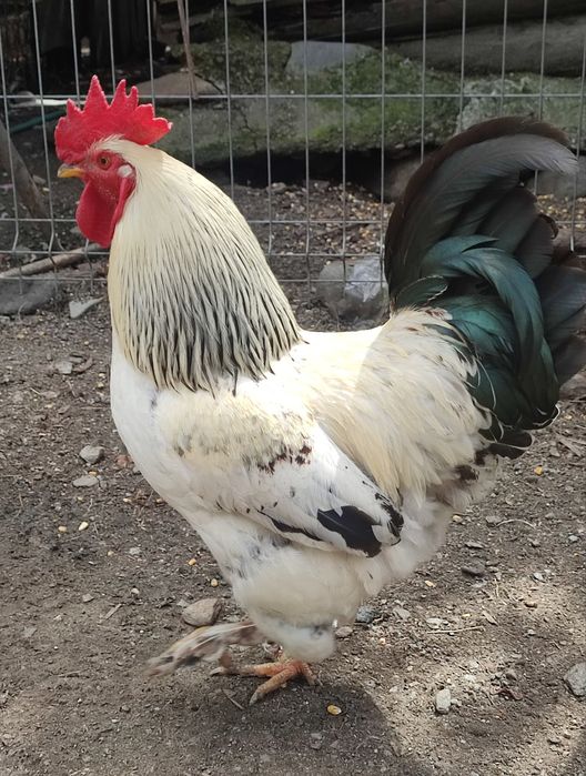 Cocoși Brahma și normali