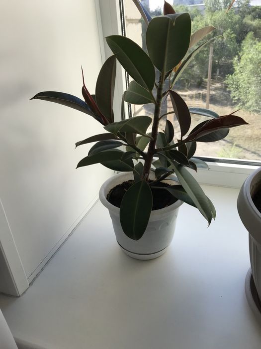 Драцена 3 шт, фикус