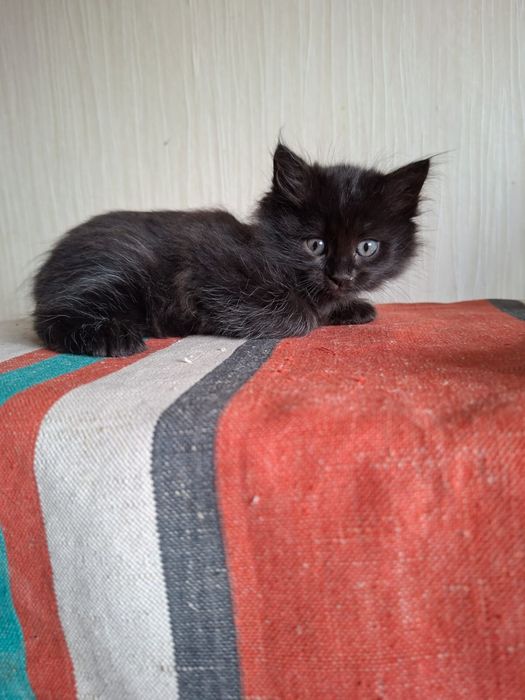 Котята в добрые руки!